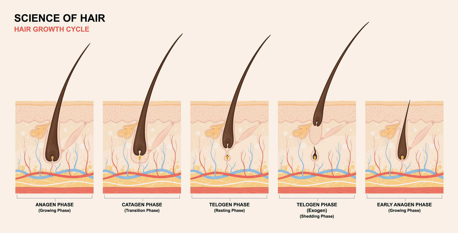 A diagram of the hair growth cycle, depicting the growing, transition, resting, and shedding phases