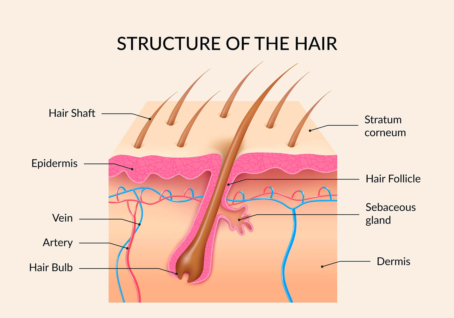 A diagram of the structure of hair, showing examples of the hair shafts, bulbs, and follicles, stratum corneum, epidermis, dermis, veins, arteries, and sebaceous glands.